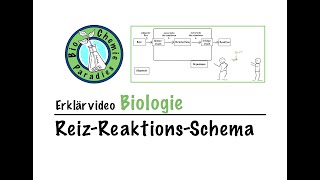 Erklärvideo Biologie – ReizReaktionsSchema [upl. by Uhthna]