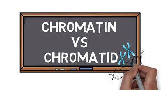 Chromatin Vs Chromatid  What is the Difference  Pocket Bio [upl. by Lovering]