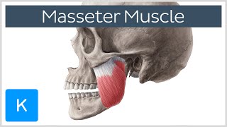 Masseter Muscle Origin Insertion Innervation amp Function  Anatomy  Kenhub [upl. by Dilan419]