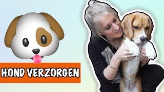 Hoe verzorg je jouw hond  DierenpraatTV [upl. by Bambie]