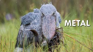 Shoebills are Metal [upl. by Amr]