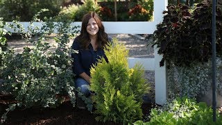 Planting a Fluffy Arborvitae 🌲💛  Garden Answer [upl. by Gessner209]