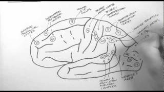 Brain Anatomy 2  Functional Cortical Anatomy Lateral Surface [upl. by Smoht]