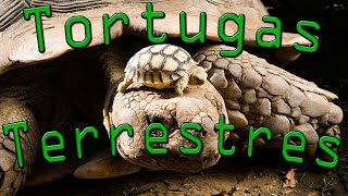 ⏱️ Tortugas Terrestres  En 1 minuto [upl. by Eey680]