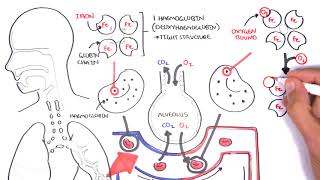 Oxygen  Haemoglobin Dissociation Curve  Physiology [upl. by Smeaj]