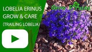 Lobelia erinus  grow and care Trailing lobelia flowers [upl. by Aynot]