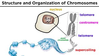 Chromosome Structure and Organization [upl. by Fisher411]