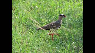 Crowned Lapwing [upl. by Arabeila]