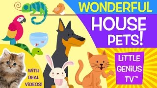 House Pets  videos for babies toddlers kids  Little Genius TV™ [upl. by Neliak]