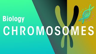 What Are Chromosomes  Genetics  Biology  FuseSchool [upl. by Zaneta790]