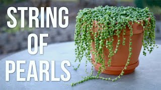 String of Pearls Care Guide  Garden Answer [upl. by Humble]