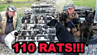 Rats DESTROYED by Mink and Dogs [upl. by Annoif]