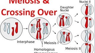 Meiosis amp Crossing Over [upl. by Esinart]