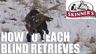 Gundog training tips  Teaching the blind retrieve [upl. by Weisbrodt]