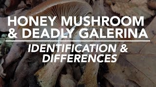 Honey Mushroom amp Deadly Galerina  Identification and Differences with Adam Haritan [upl. by Nosmoht808]