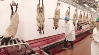 Video Tour of a Lamb Plant Featuring Temple Grandin [upl. by Normandy268]