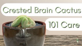 Crested Brain Cactus┃Mammillaria Cristata [upl. by Bhayani]