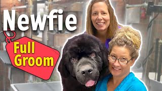 GROOMING a NewFoundland DOG step by step LESSON [upl. by Odlaniger825]