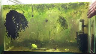 Scuds Daphnia Cherry Shrimp Copepods My aquatic food culture [upl. by Dinah]