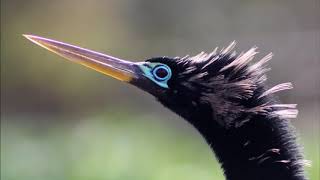 Anhinga or Cormorant [upl. by Robbins]