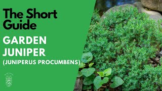 The Short Guide to the Garden Juniper Juniperus Procumbens [upl. by Bonis]