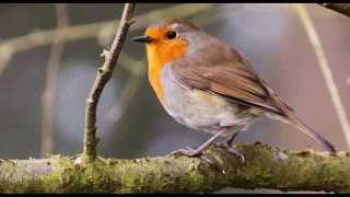 4 Hours of Birdsong  Robin Bird Song  Nature Sounds [upl. by Gniliem]