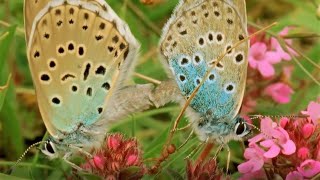 Beautiful Butterfly Moments  BBC Earth [upl. by Crescint]