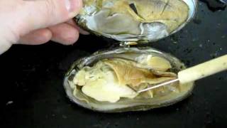 Bivalve Anatomy freshwater mussel [upl. by Akenn]