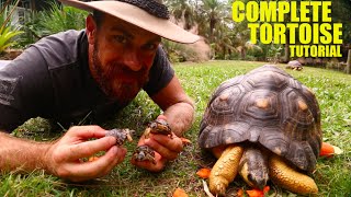 The Ultimate Radiated Tortoise Care Instructions [upl. by Rotceh]