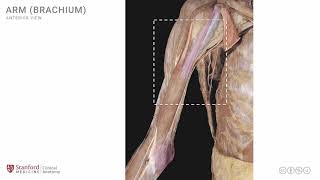 Anatomy of the Upper Limb Arm  Anterior View [upl. by Mable]