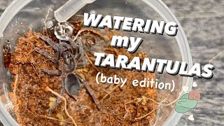 WATERING my BABY TARANTULAS [upl. by Eidnahs987]