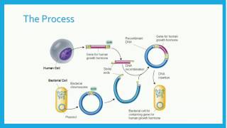 Recombinant DNA [upl. by Recha]