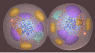 Mitosis [upl. by Catharina]