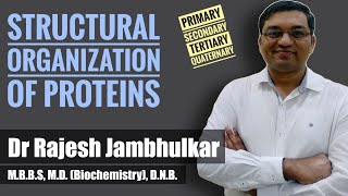 Structural organization of proteins [upl. by Mccurdy]