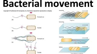 Bacterial movement using flagella [upl. by Tasha196]