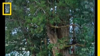 Redwoods The Tallest Trees  National Geographic [upl. by Anoiuq]