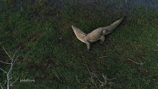 Mugger crocodile speed on land [upl. by Johansen258]