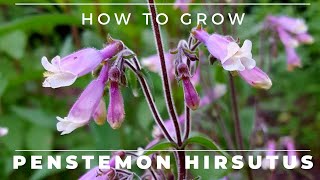 Penstemon Hirsutus  How to Grow Hairy Beardtongue [upl. by Karrie]