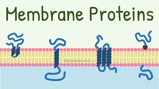 Membrane Proteins  DONT MISS the FUNCTIONS at 418 [upl. by Pendergast798]