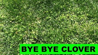 How to Kill Clover in your Lawn [upl. by Suivat]