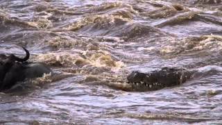 Twenty Foot Nile Crocodile Attacks Brindled Blue Wildebeest [upl. by Marlie]