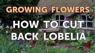 How to Cut Back Lobelia [upl. by Hadria]