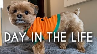 Morkie Puppy Routine  A day in the Life of my Dog [upl. by Karr]