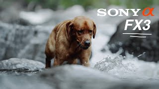 A Cinematic Dog Commercial SONY FX3 [upl. by Esiocnarf441]