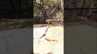 Zoológico de Chapultepec CDMX [upl. by Bashemeth]