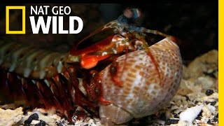 The Mantis Shrimp Packs a Powerful Punch  Nat Geo Wild [upl. by Hayyifas]