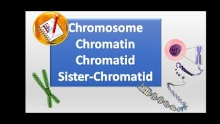 Chromosomes chromatin chromatid and sister chromatid [upl. by Inalaeham]