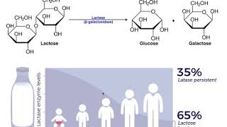 Lactase amp the Mechanism of Lactose Intolerance [upl. by Norraa486]