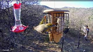 Female Hepatic Tanager Joins Western Tanagers At The Suet Feeder – May 4 2021 [upl. by Ymor934]