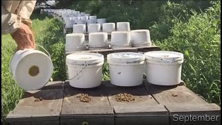 Preparing Honey Bees for a Canadian Winter  2019 Fall Video Compilation [upl. by Sousa]